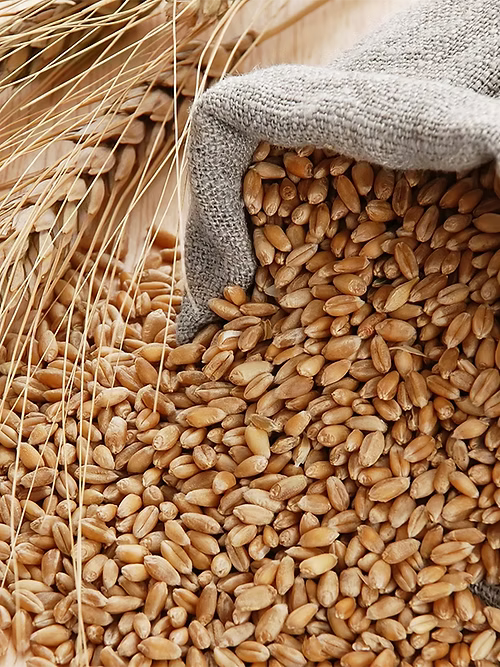 Khapli (Emmer) Wheat