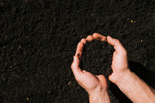 Vermicomposting: Feeding the Soil Instead of Forcing the Plant