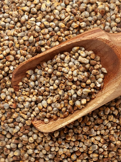 Bajra (Pearl Millet)